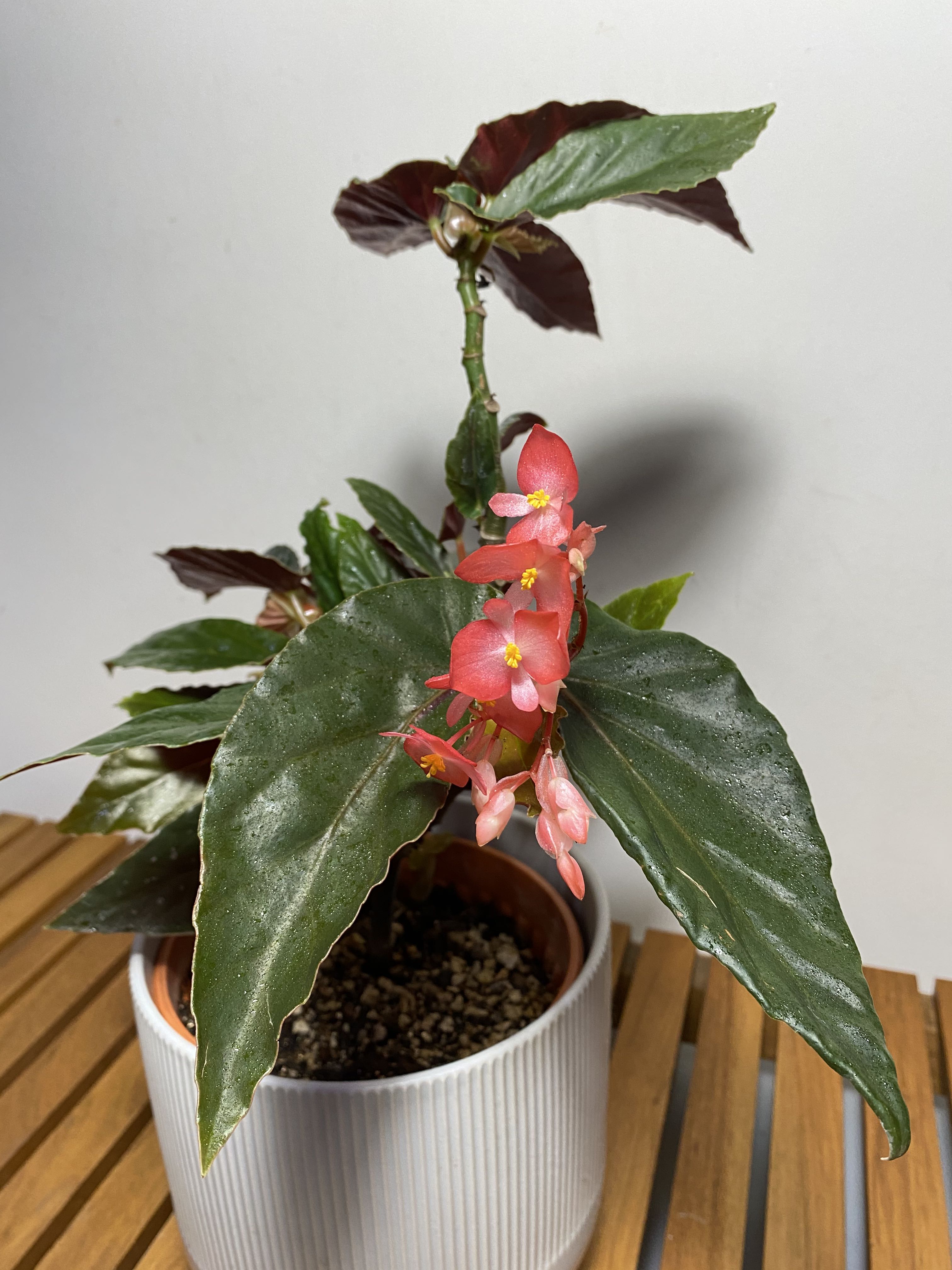 Begonia Coccinea Angel Wing Begonia Furniture Home Living Gardening Plants Seeds On Carousell