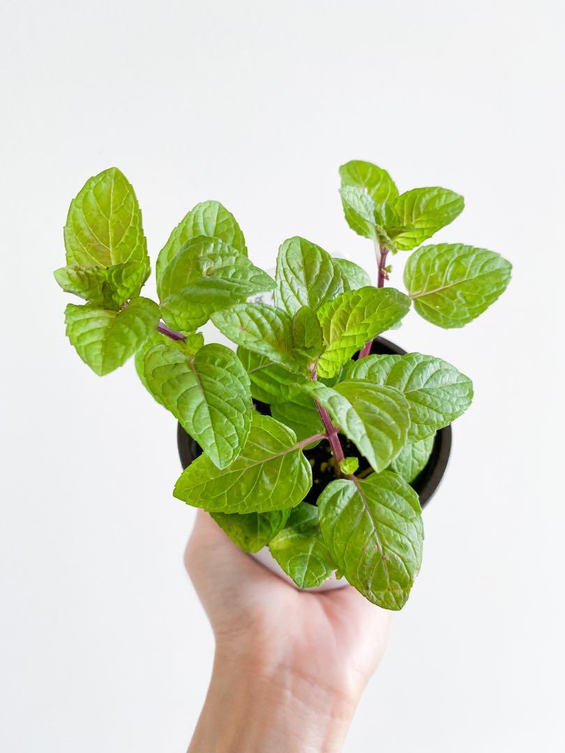 Berries Cream Mint Furniture Home Living Gardening Garden Soil Fertilisers On Carousell Berries Cream Mint Furniture Home Living Gardening Garden Soil Fertilisers On Carousell