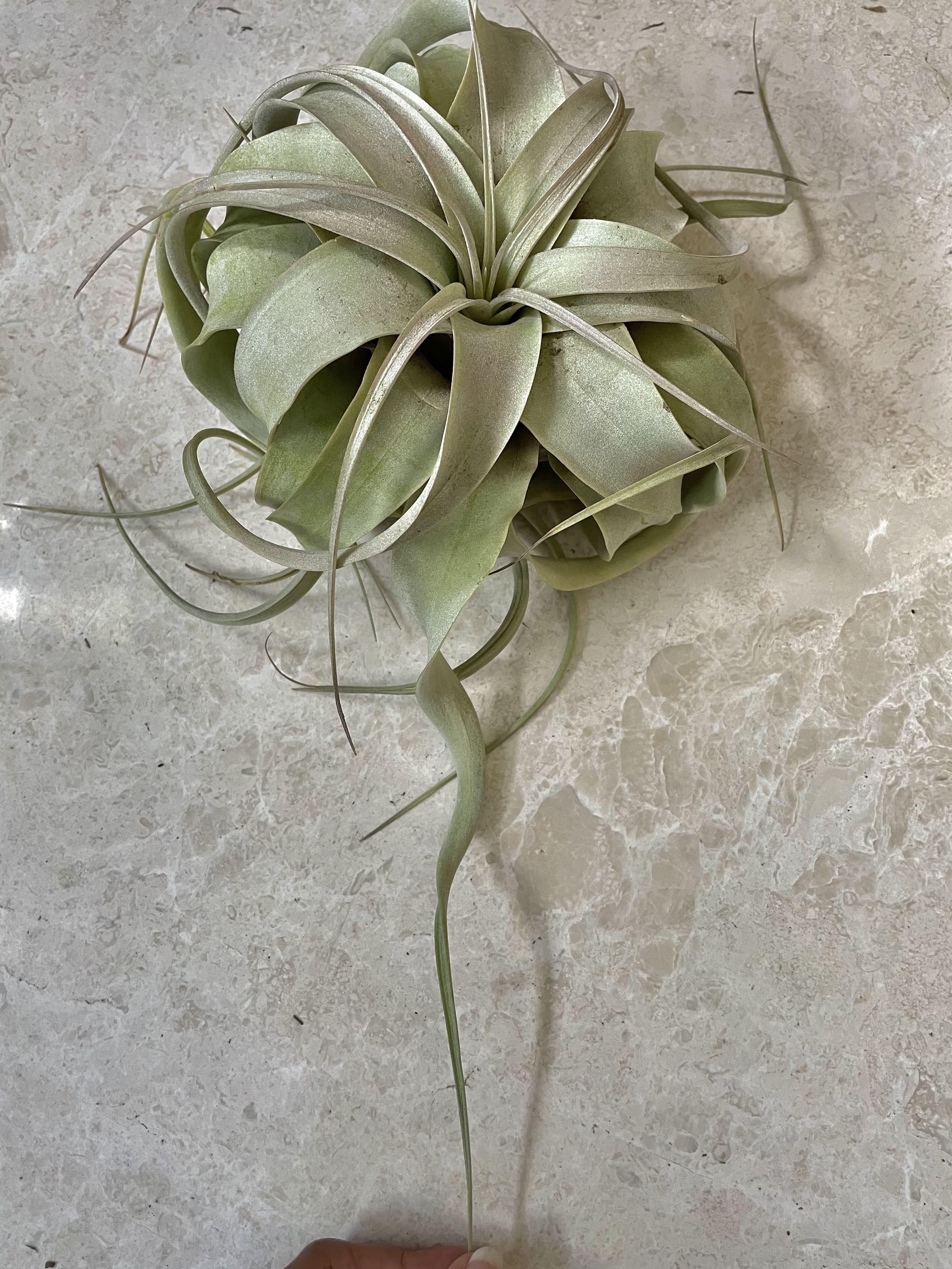 Blushing xerographica air plant airplant tillandsia king of airplants