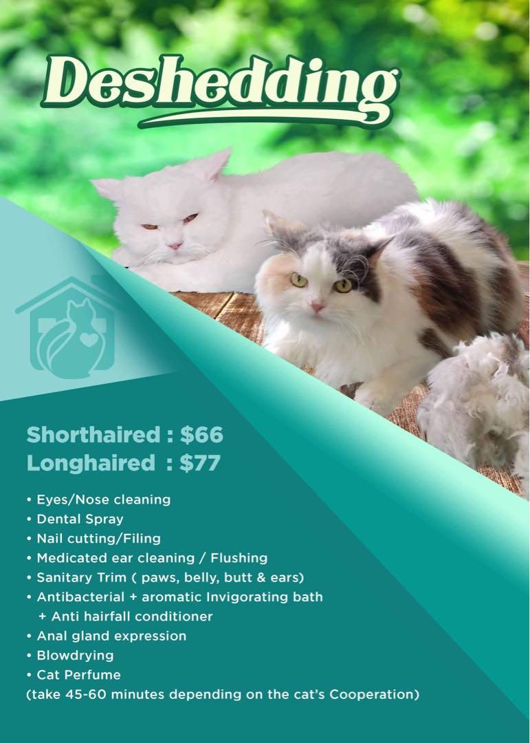Affordable cat grooming 2025