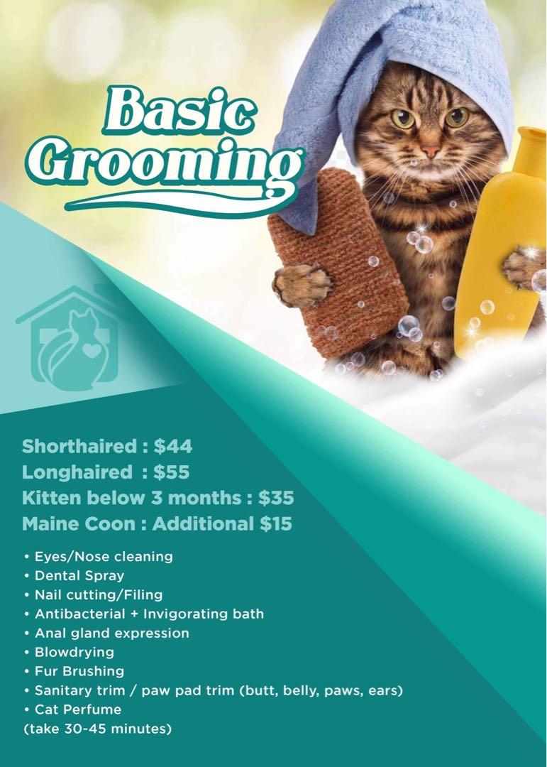 Affordable hotsell cat grooming