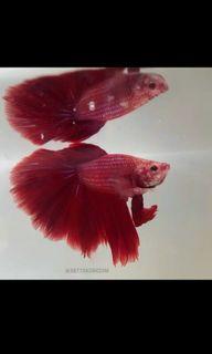 Ikan Cupang Hias Halfmoon Super Red. Ikan Hias. Male Size L.