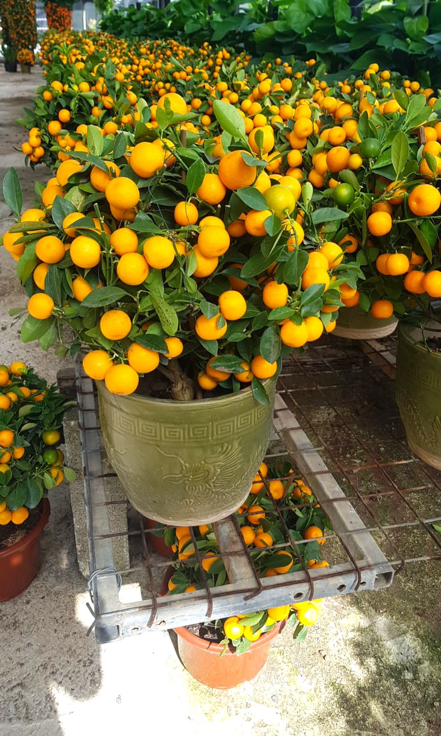 Mandarin Orange Plant / CNY plant!🍊🍊, Furniture & Home Living