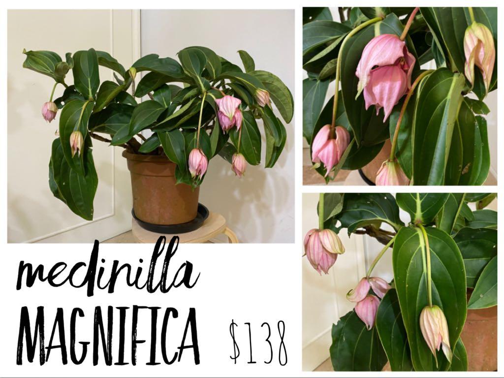 Medinilla Magnifica - Rose Grape - Philippine Orchid ; bloom in CNY ...