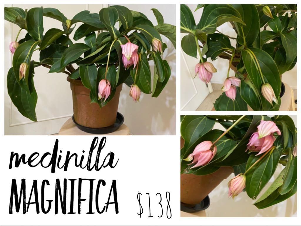 Medinilla Magnifica - Rose Grape - Philippine Orchid ; bloom in CNY ...