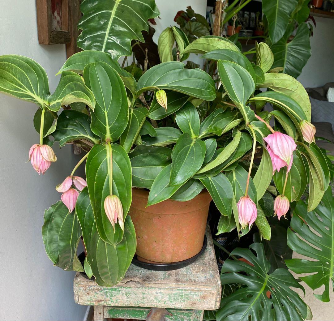 Medinilla Magnifica - Rose Grape - Philippine Orchid ; bloom in CNY ...
