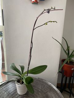 (Category: ) located in . Submitted by anetu (Listing ID 1065668010, Image 1). Description: .
