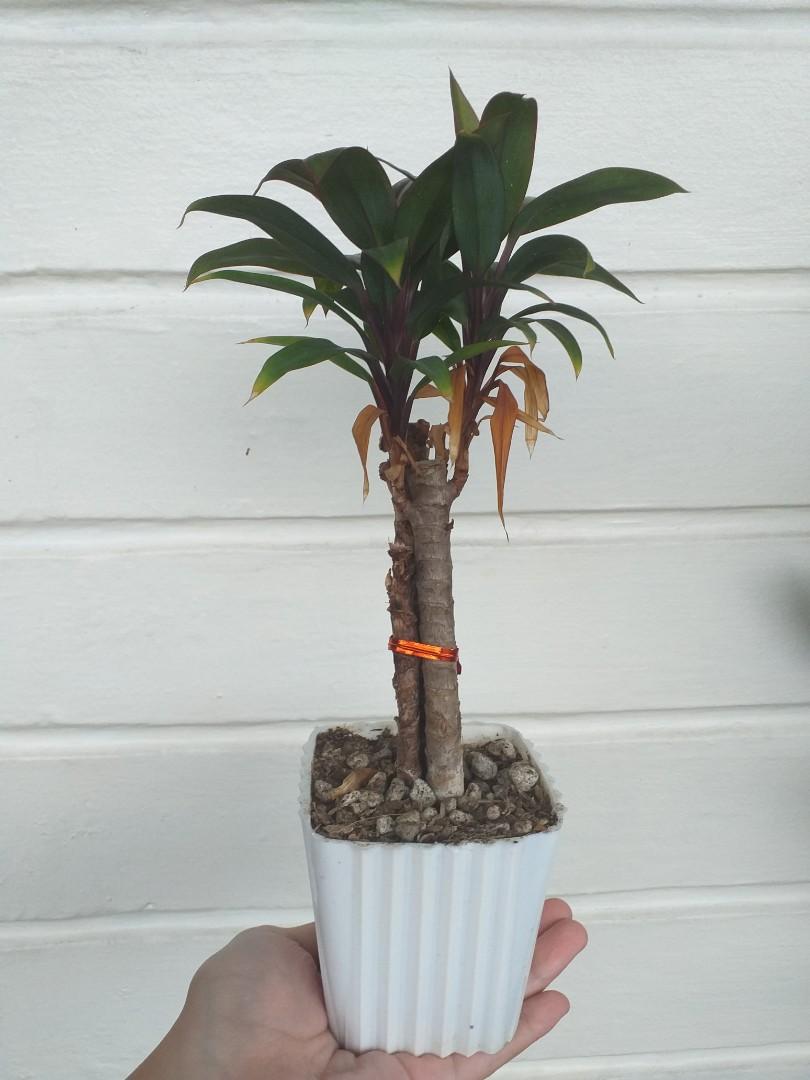 Wishing Plant, Ti (Lucky Plants) Indoor plant with pot, Furniture & Home Living, Gardening, Plants & Seeds on Carousell