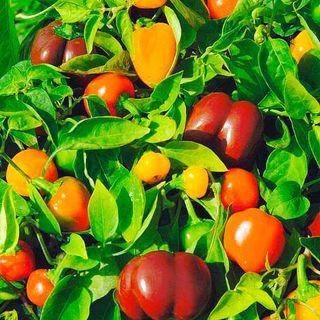 🌶 organic  bell pepper tree seedling plant grown from heirloom seed  有機 三色椒 燈籠椒 彩椒 甜椒 樹苗 傳家寶種子 盆栽 植物 連花盆 bonsai plant with flower pot