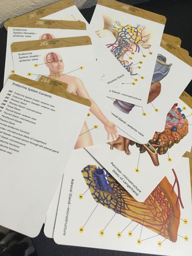 Barron’s Anatomy Flash Cards, Hobbies & Toys, Books & Magazines