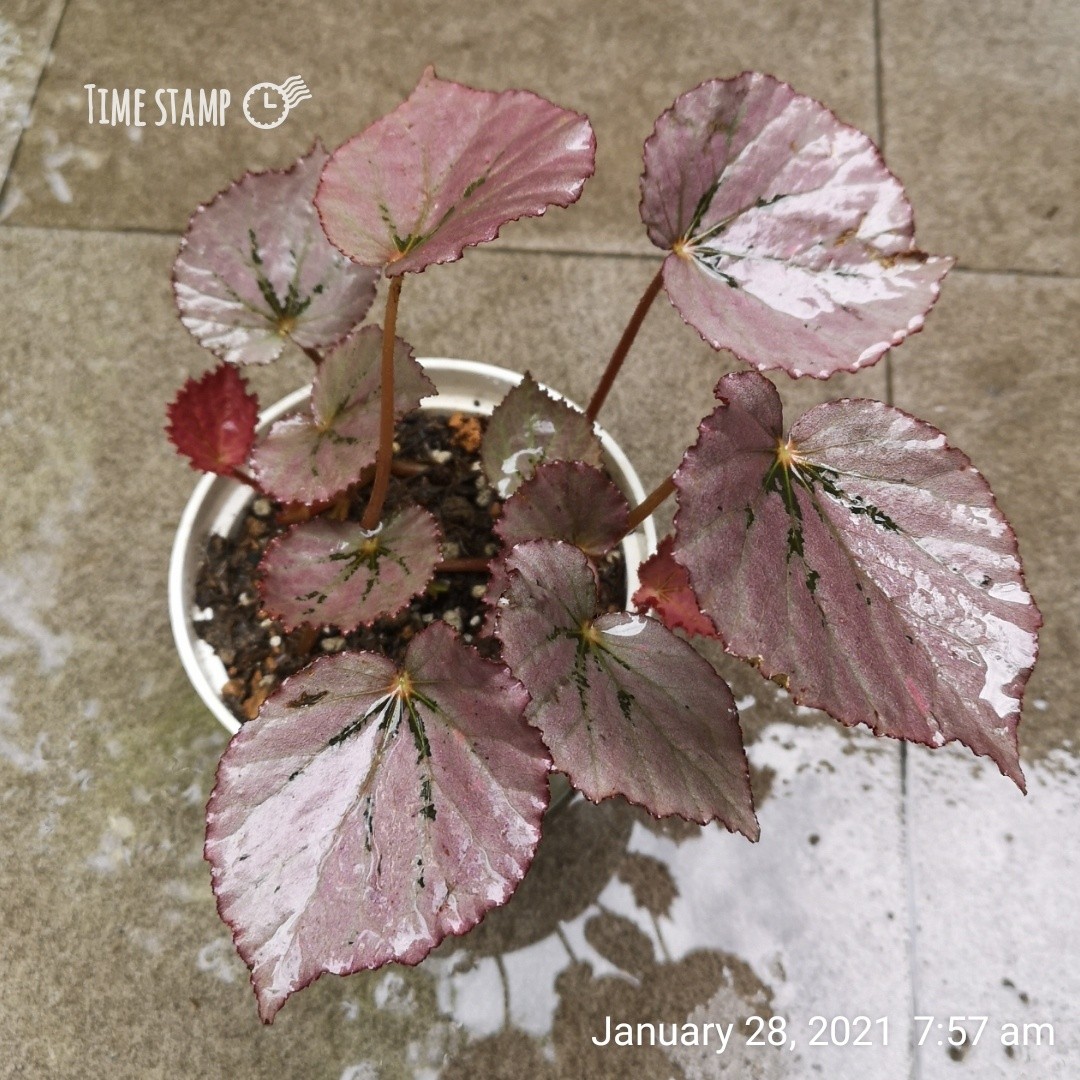 Begonia Martin S Mystery Furniture Home Living Gardening Plants Seeds On Carousell Begonia Martin S Mystery Furniture Home Living Gardening Plants Seeds On Carousell