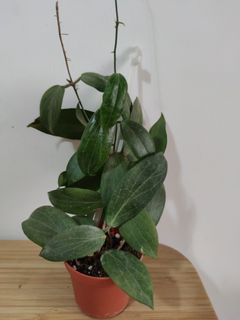 （分類：）位於 。 由 kinpaph 提交（商品編號 1065880086，圖片 1）。簡介： 。