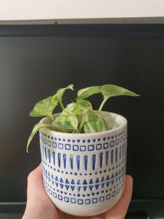 (Category: ) located in . Submitted by dream_planters (Listing ID 1065935894, Image 1). Description: .