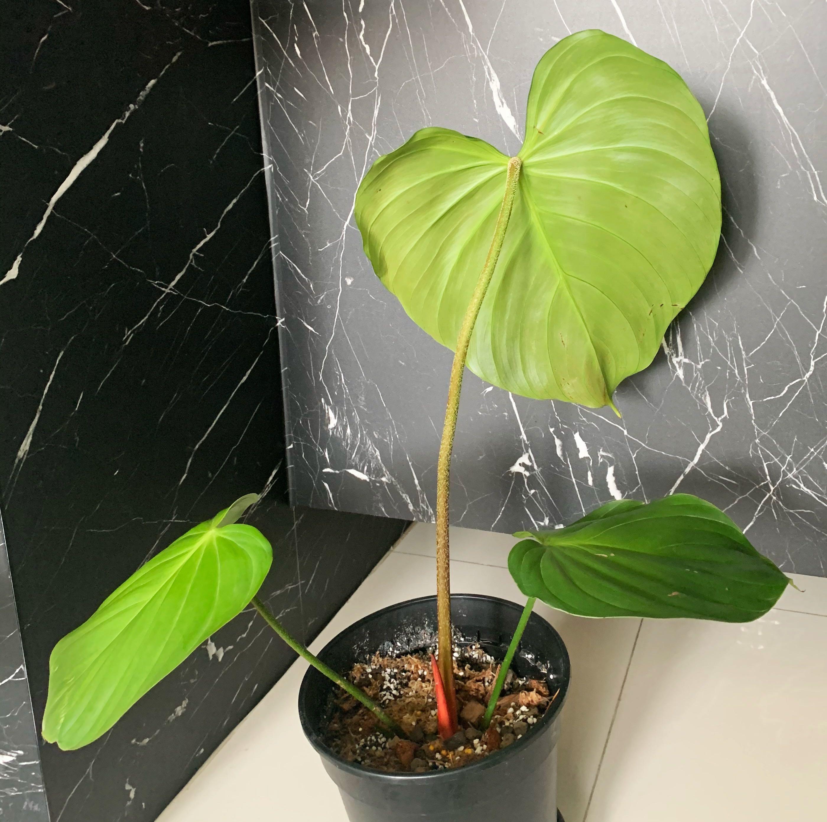 Levering Sjaelden Plante Philodendron Nangaritense main image 1