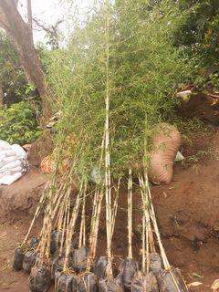 Pull bamboo