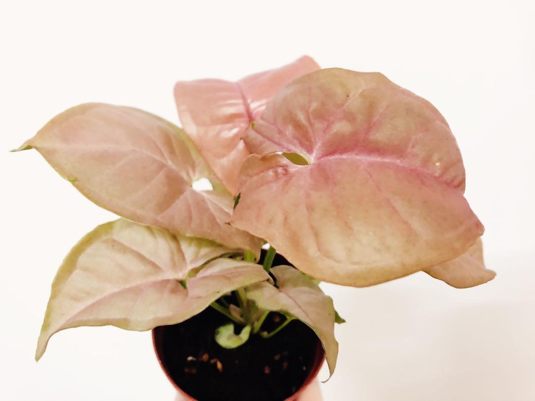 Syngonium Podophyllum Pink Allusion Home Furniture Gardening On Carousell We think you're ready for a. carousell