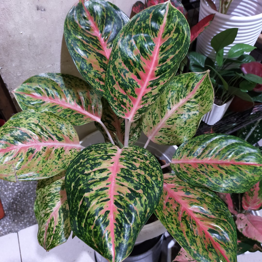 Aglaonema boxing mutation, Furniture & Home Living, Gardening, Plants ...