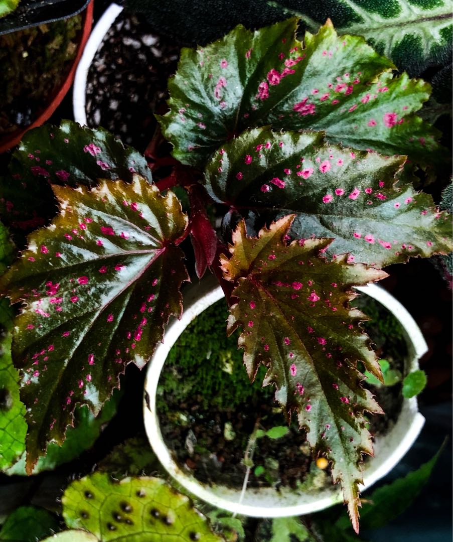 Begonia serratipetala, Furniture & Home Living, Gardening, Plants & Seeds  on Carousell