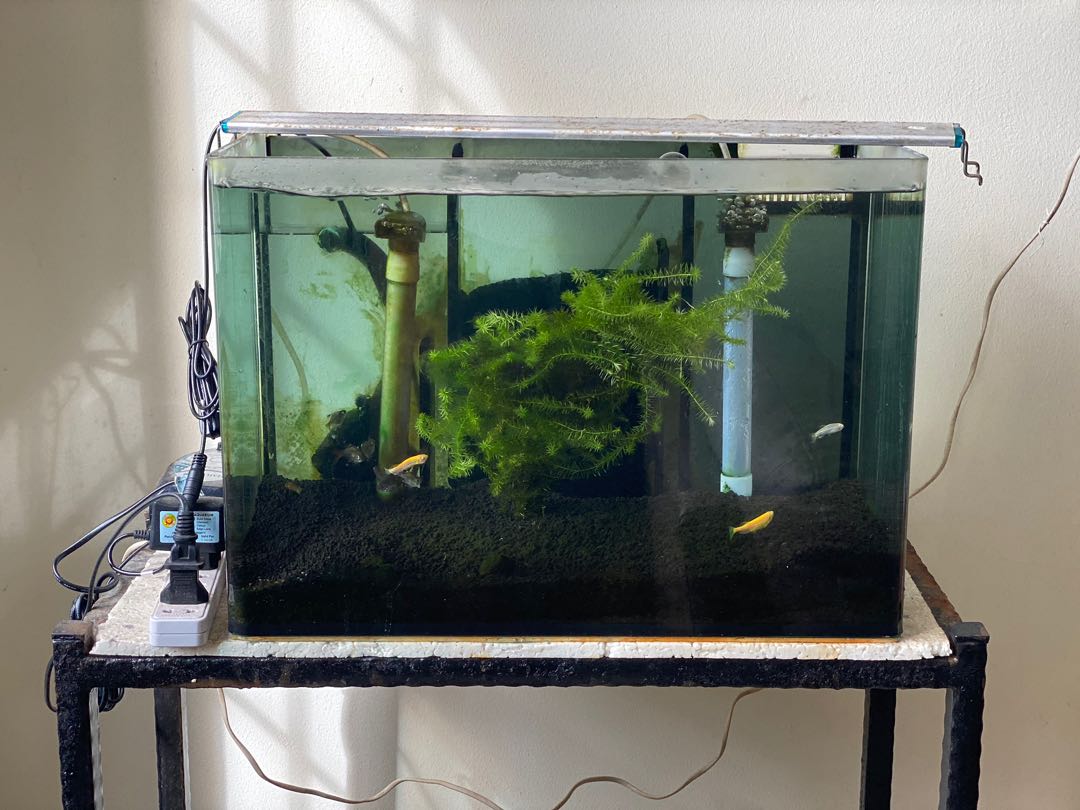 Complete Fish tank set up giving away!!, Pet Supplies, Homes & Other Pet Accessories on Carousell