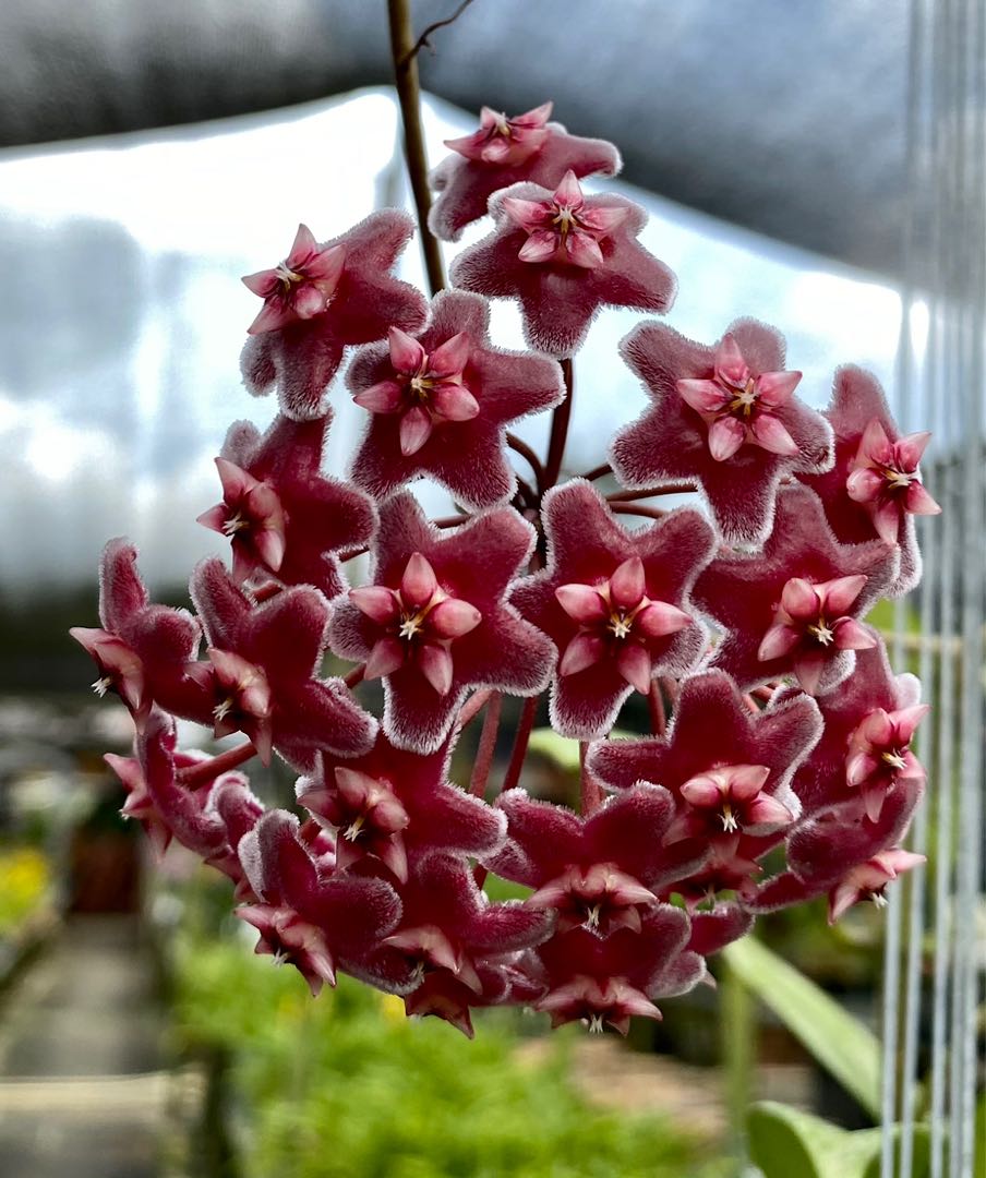 Hoya Pubicalyx 'pink Silver Splash' Rare And Beautiful Hoya, Two Rooted Plants Shipped In 2.5
