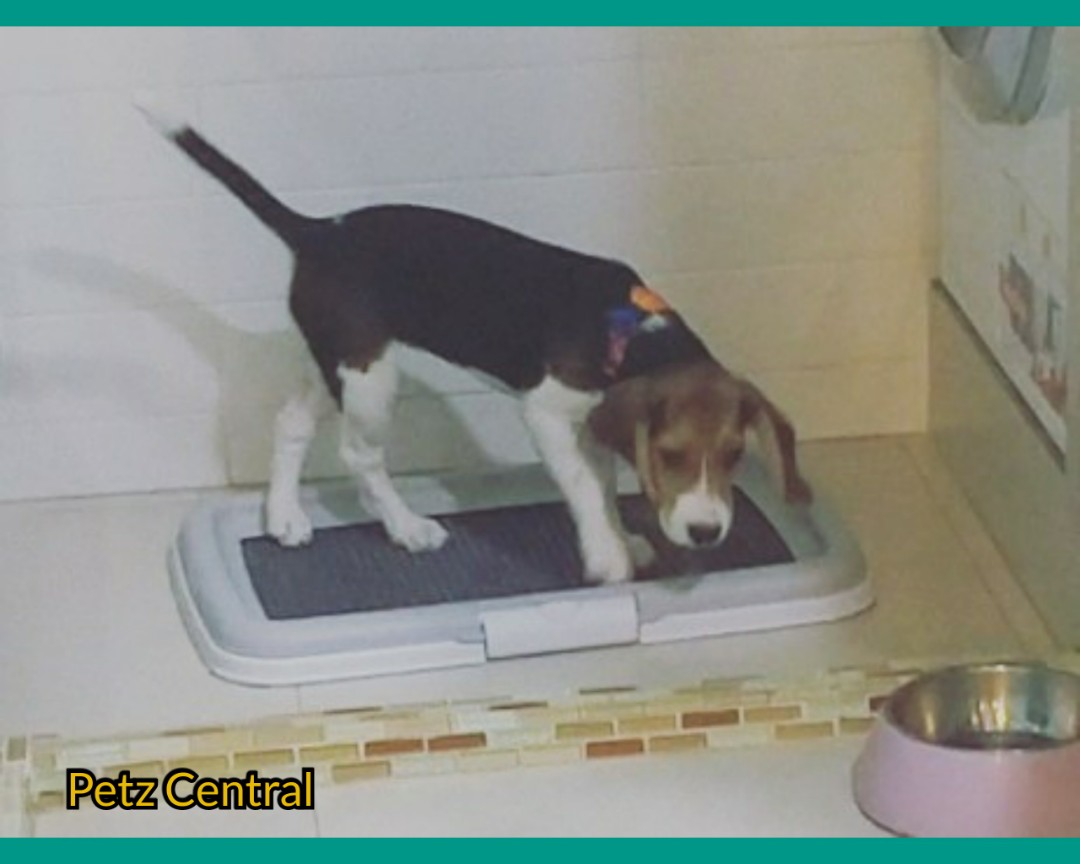 Puppy Toilet/Potty Training Kit, Pet Supplies, For Dogs, Health ...