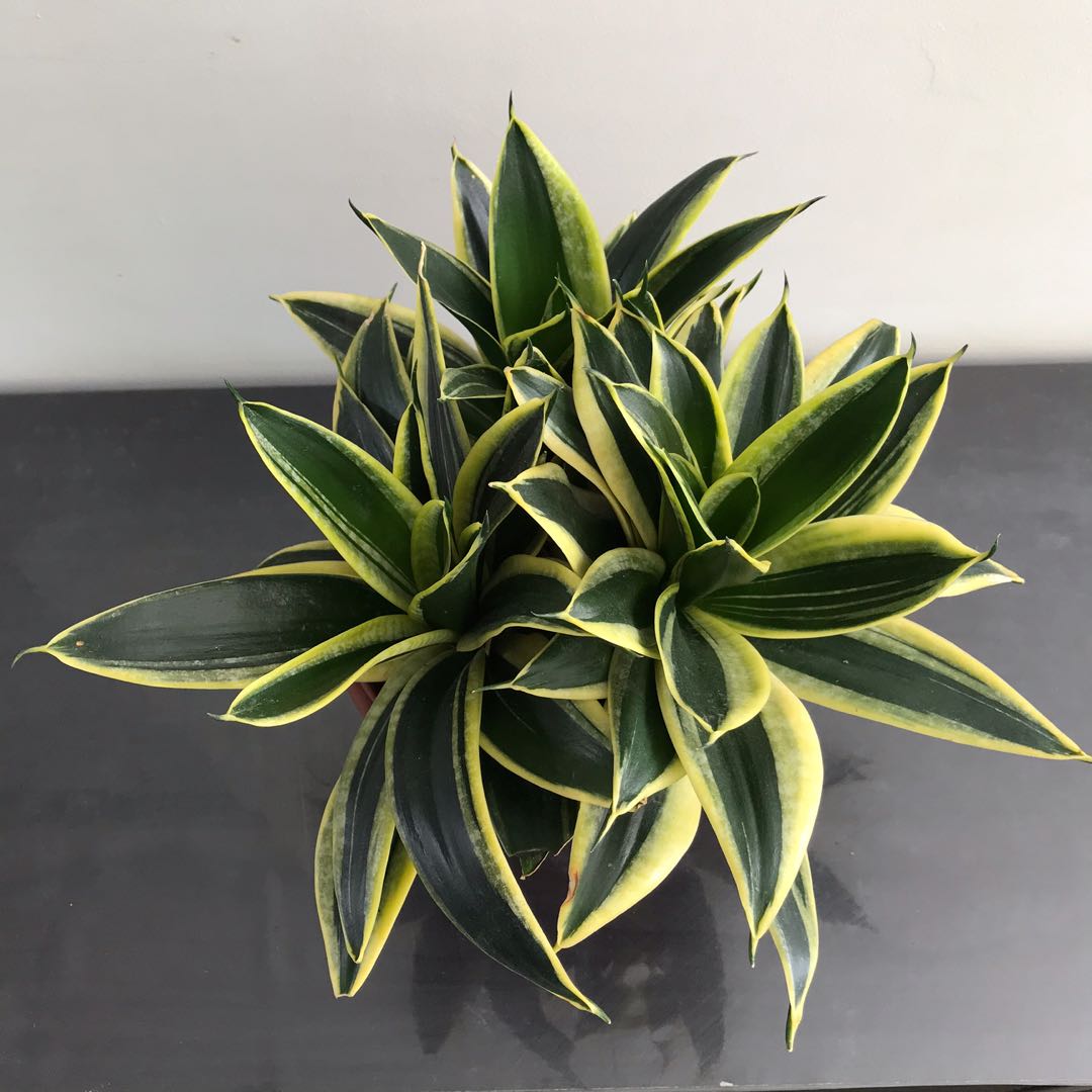 Snake Plant Sansevieria Hahnii Jade Pagoda Golden Hahnii 15 Furniture Home Living Gardening Plants Seeds On Carousell