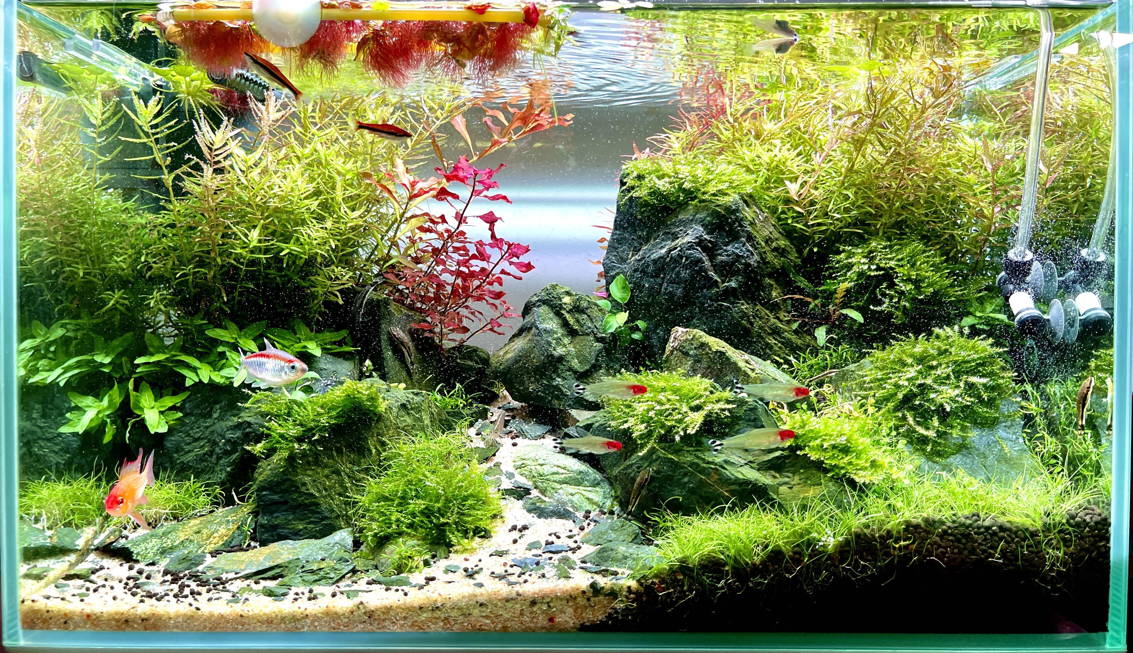 特大優惠 水草魚缸做景套裝planted Aquarium Set 寵物用品 寵物飾物 Carousell
