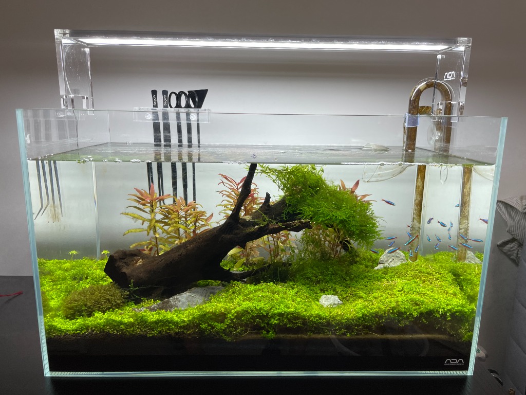 ada 60 litre aquarium full set