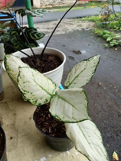 Tanaman Hias Aglaonema Cochin Ebony Kochin Eboni Perkebunan Di Carousell