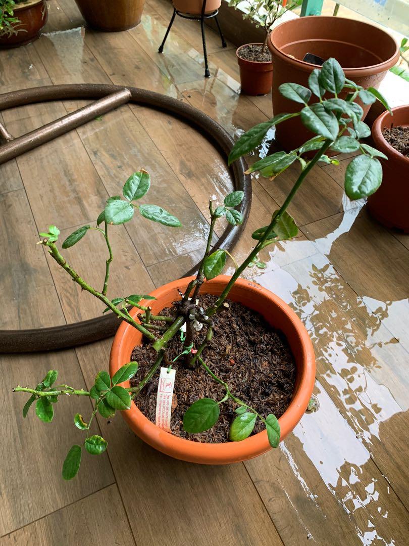 Anne Sophie Pic Rose Plant Gardening Plants On Carousell