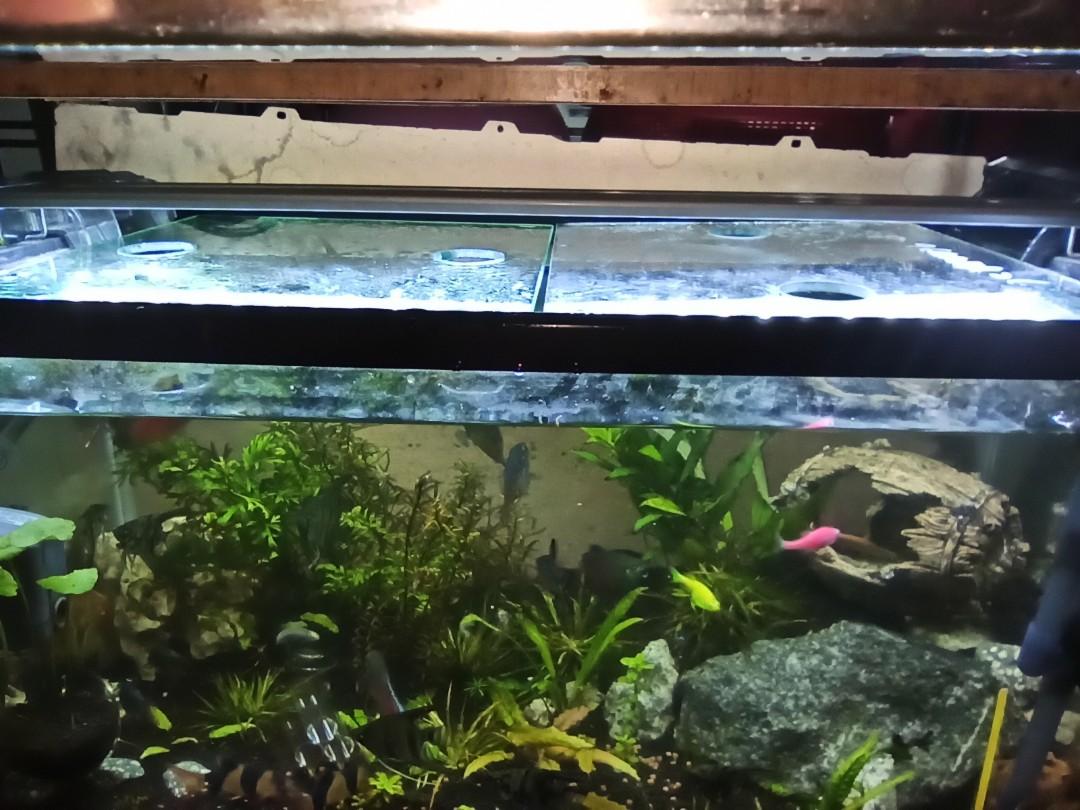 Custom Glass Panel for top of aquarium, made to order fish tank top