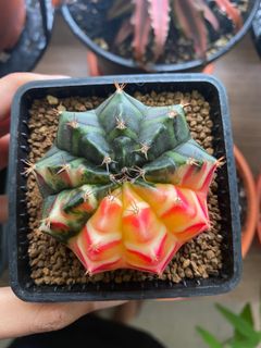 (Category: ) located in . Submitted by akasha_ (Listing ID 1058040899, Image 1). Description: .