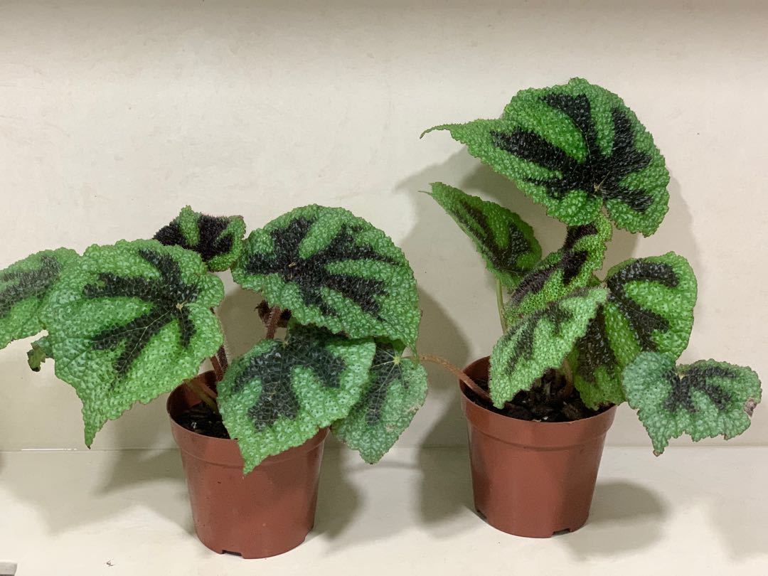 Large Begonia Masoniana Furniture Home Living Gardening Plants Seeds On Carousell