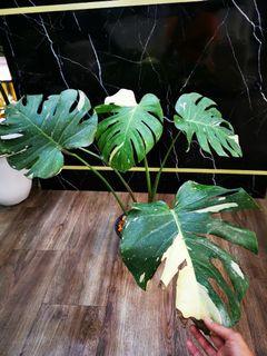Monstera Thai Constellation Home Furniture Carousell Malaysia