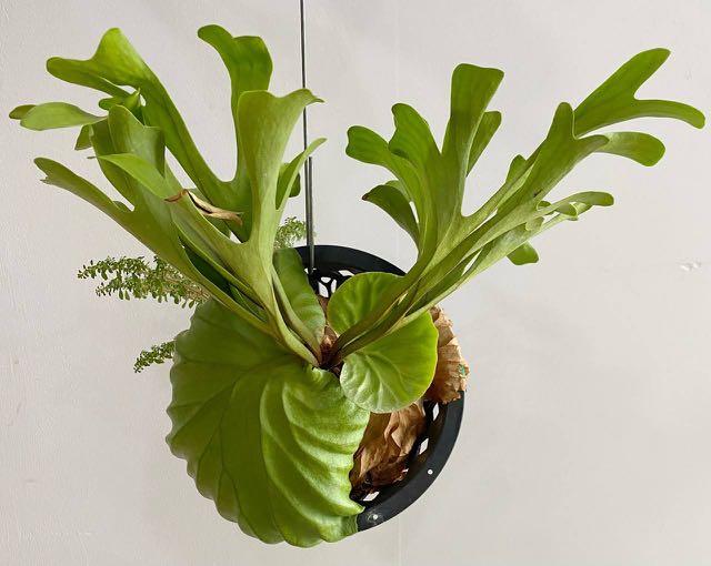 Platycerium Ridleyi Staghorn Furniture Home Living Gardening Plants Seeds On Carousell