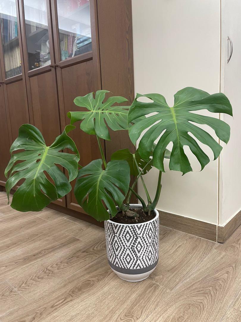 龜背竹 龜背葉 Monstera delicios , indoor plants, 傢俬＆家居, 園藝, 植物及種子 Carousell