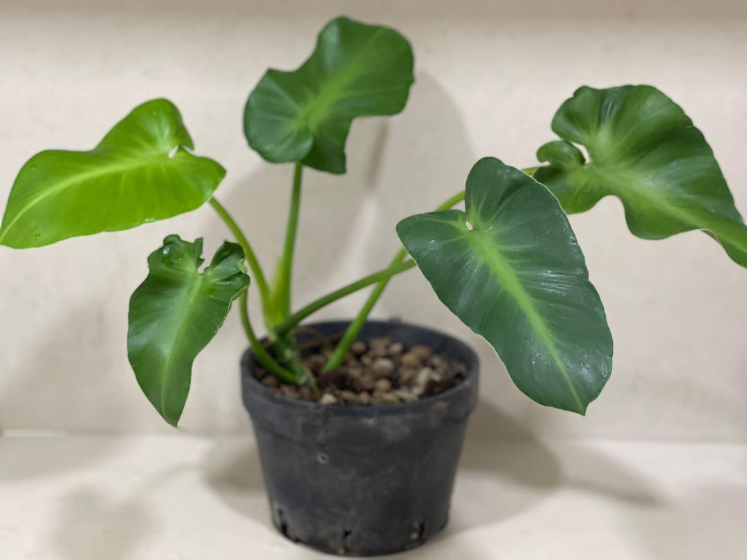 Philodendron Rugosum Aberrant Form Furniture Home Living Gardening Plants Seeds On Carousell