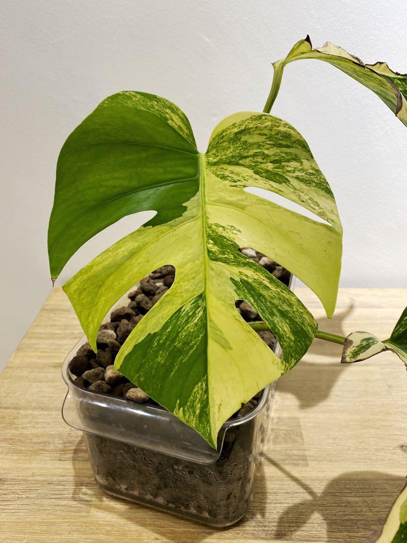 Rare Monstera Aurea, Furniture & Home Living, Gardening, Plants & Seeds