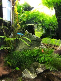 (Category: ) located in . Submitted by bongchini (Listing ID 1066251536, Image 1). Description: .