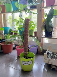 (Category: ) located in . Submitted by grab_a_plant (Listing ID 1066476121, Image 1). Description: .
