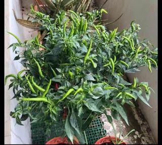 Organic and edible chili plant 🌶