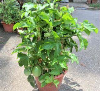 Organic and edible Passion Fruit plant
