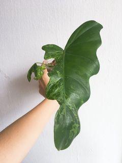 Philodendron lime fiddle