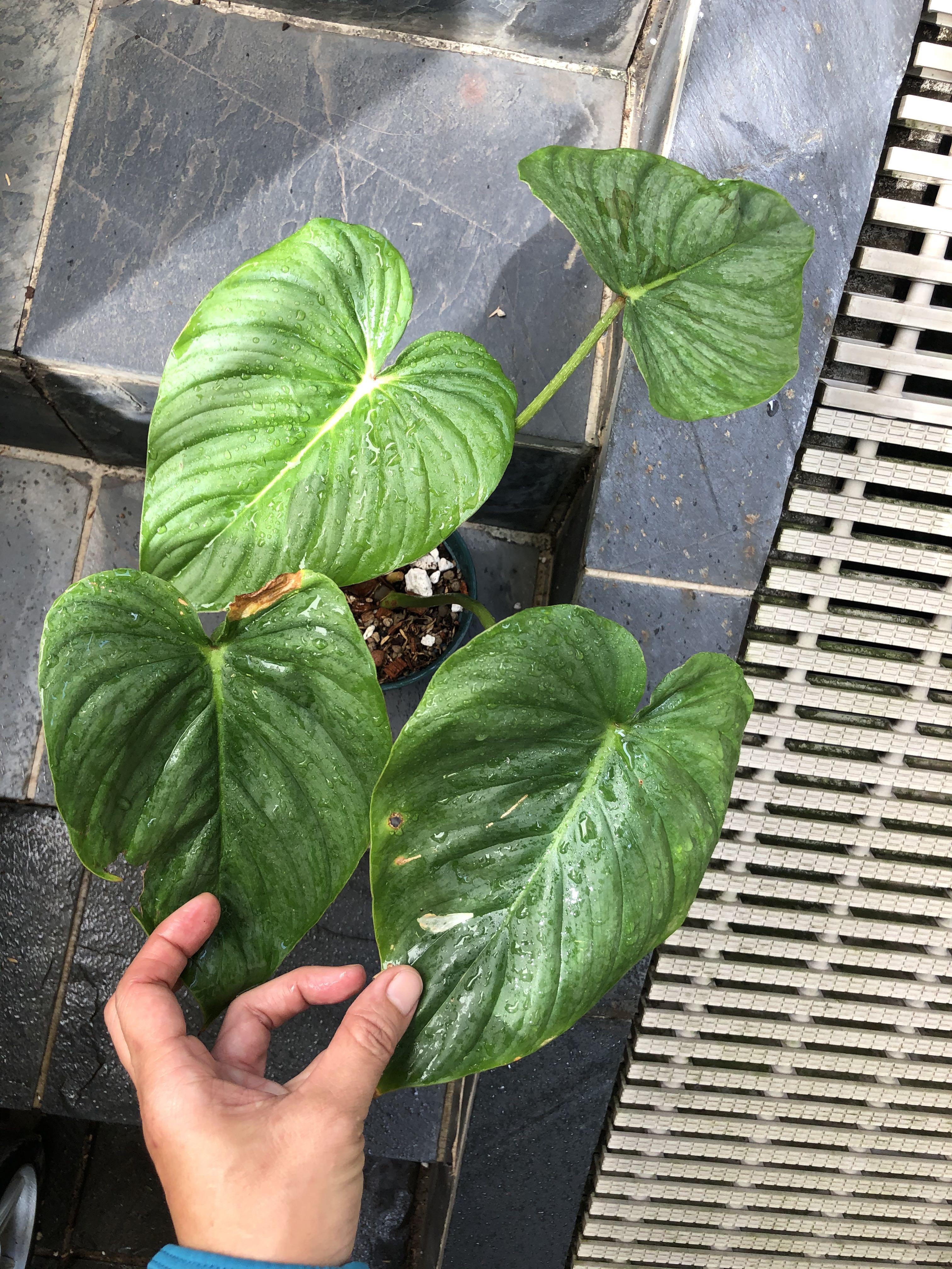 Philodendron Sodiroi Aff Ecuador Furniture Home Living Gardening Plants Seeds On Carousell