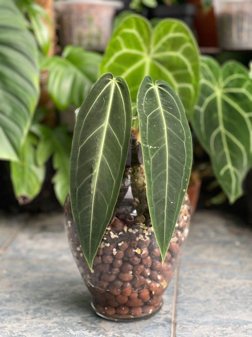 Queen Anthurium Warocqueanum Dark Form Home Furniture Gardening On Carousell