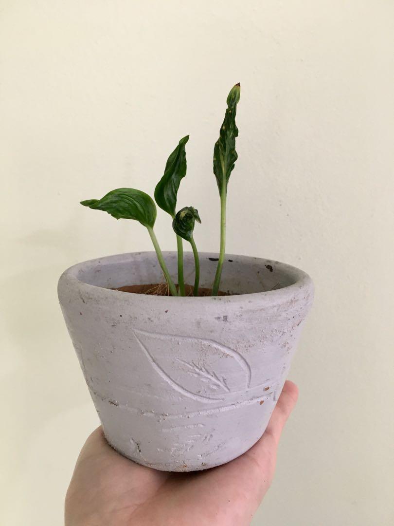 Sleeping pothos, Furniture & Home Living, Gardening, Plants & Seeds on