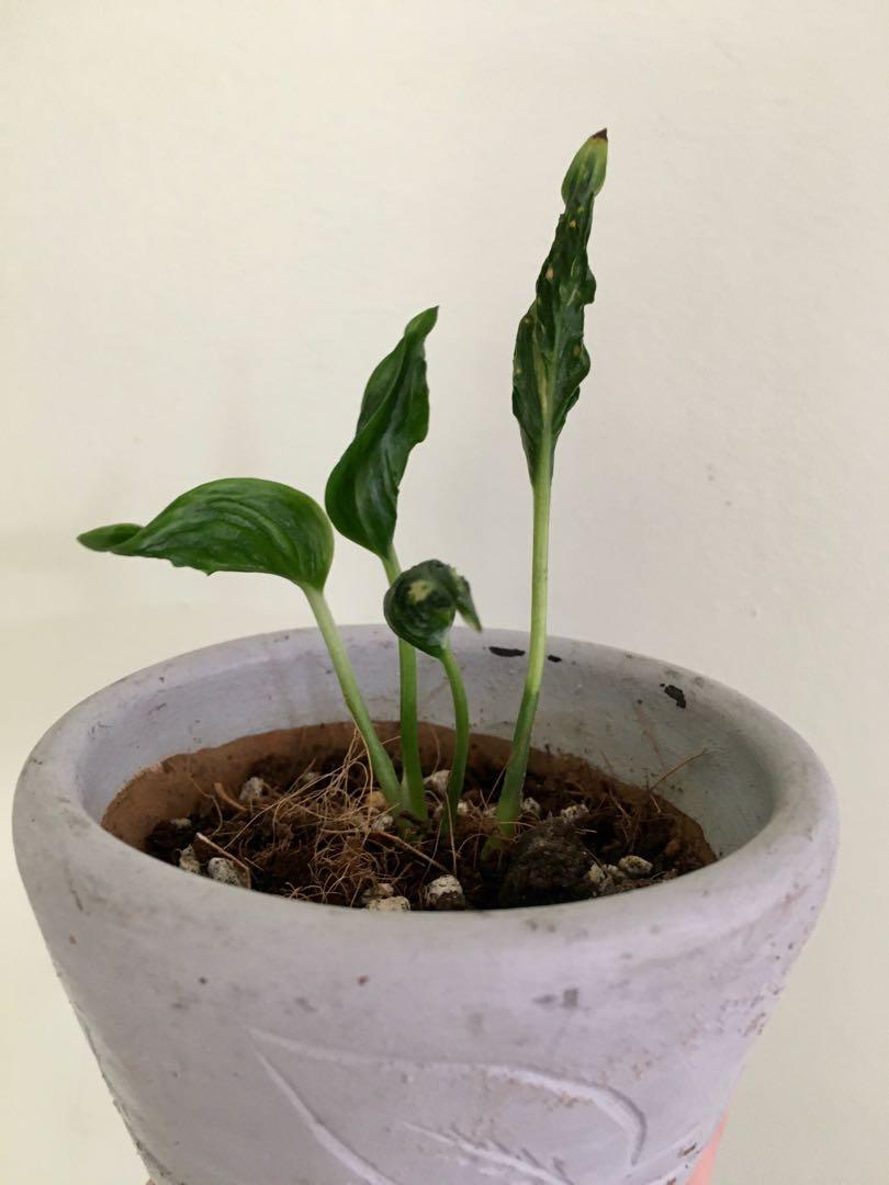 Sleeping pothos, Furniture & Home Living, Gardening, Plants & Seeds on