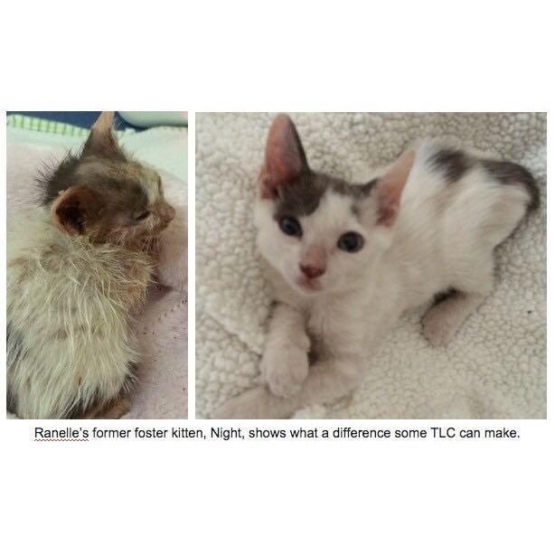 Ubat Kurap Kucing Paling Mujarab / Cara Hilangkan Kurap Fungus Kedai