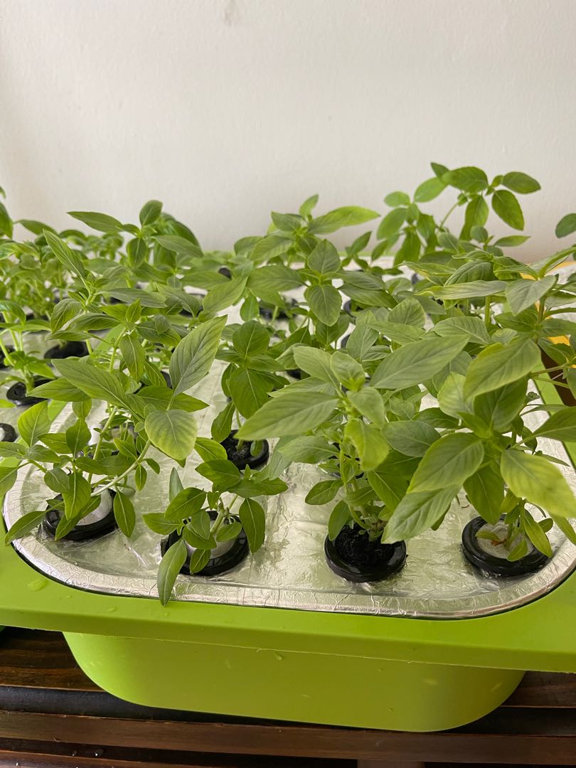 Hydroponics system Thai basil/Italian sweet basil, Furniture & Home