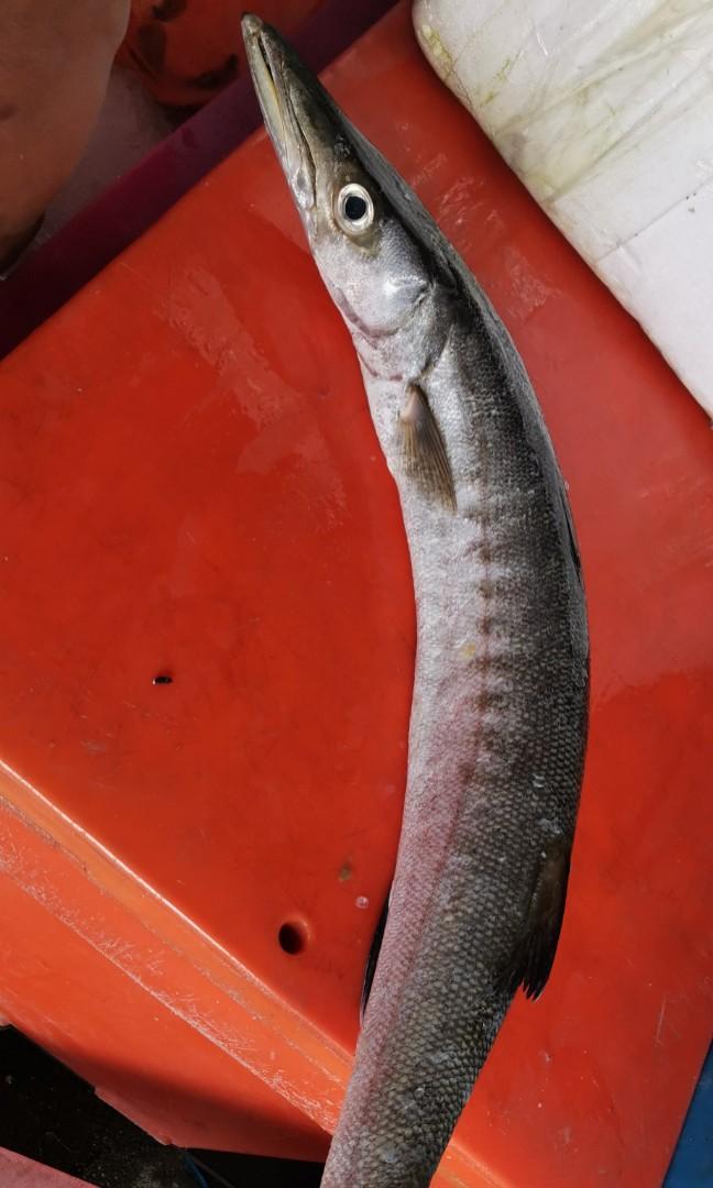 Ikan Kacang Laut Food Drinks Food Drinks Others On Carousell